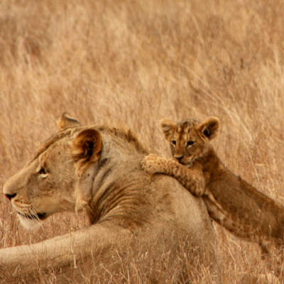 Jobs-in-Hessen.de unterstützt den Schutz der Löwen in Afrika